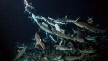 700 tiburones imagen: 700 tiburones