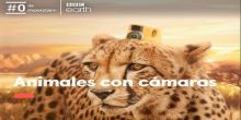 imagen: Animales con cámaras