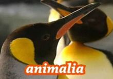 Animalia imagen: Animalia