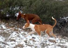 imagen: Cazadores de lances