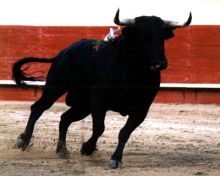 imagen: Ciclo de becerradas