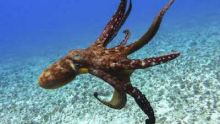 Contactos con un pulpo gigante del Pacífico imagen: Contactos con un pulpo gigante del Pacífico