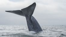 imagen: Corriente de Humboldt: el viaje de la ballena