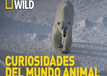 Curiosidades del mundo animal: la guía definitiva imagen: Curiosidades del mundo animal: la guía definitiva