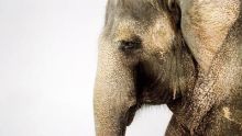 Curiosidades del mundo animal imagen: Curiosidades del mundo animal