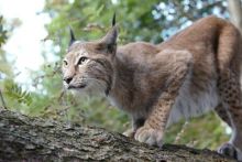 imagen: Depredadores de los Cárpatos