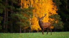El príncipe del bosque imagen: El príncipe del bosque