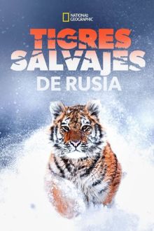 El tigre salvaje de Rusia imagen: El tigre salvaje de Rusia