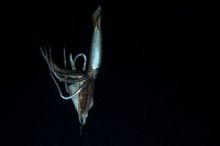 imagen: En busca del calamar gigante