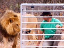 Encerrado entre leones imagen: Encerrado entre leones