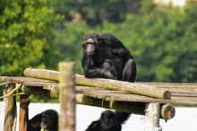 imagen: Escuela de chimpancés