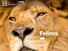 imagen: Felinos