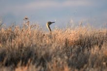 imagen: Grandes documentales