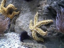 imagen: Habitantes del mar