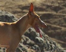 imagen: La caza tradicional