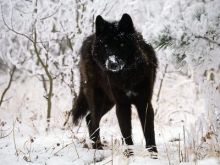 imagen: La llegada del lobo negro