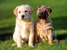 La vida secreta de los perros imagen: La vida secreta de los perros