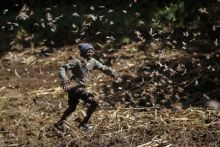 Langostas: La octava plaga imagen: Langostas: La octava plaga