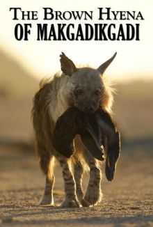 imagen: Las hienas pardas de Makgadikgadi