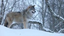 Las maravillas ocultas del invierno imagen: Las maravillas ocultas del invierno