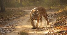 Los secretos de la India salvaje imagen: Los secretos de la India salvaje