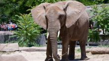 Los secretos del zoo: Tampa: El lado salvaje imagen: Los secretos del zoo: Tampa: El lado salvaje
