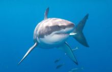 imagen: Los tiburones más peligrosos del mundo