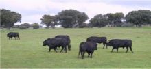 Nuestro campo bravo imagen: Nuestro campo bravo