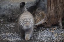imagen: Pequeños felinos, grandes personalidades