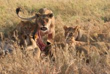 imagen: Planeta carnívoro