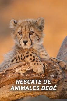 imagen: Rescate de animales bebé