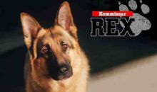 imagen: Rex, un policía diferente