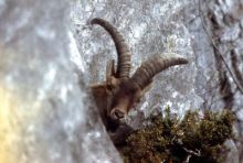 imagen: Salvar al bucardo