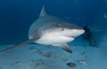 imagen: Súper tiburón toro