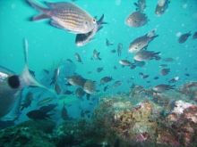 Thalassa imagen: Thalassa