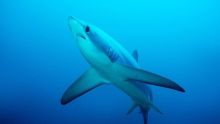 Tiburones ninja 2 imagen: Tiburones ninja 2