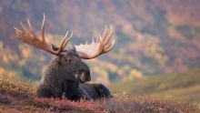 Wild Alaska imagen: Wild Alaska