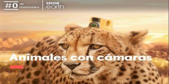 imagen: Animales con cámaras