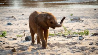 imagen: Animales juguetones