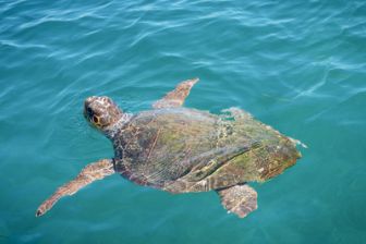 imagen: Cabrera, el Mediterráneo ancestral