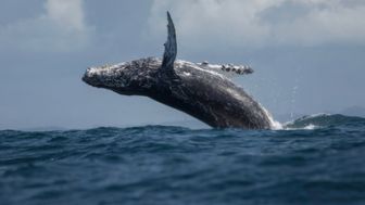 imagen: Cazadores mediterráneos