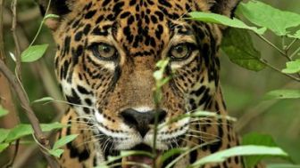 imagen: Cazadores salvajes