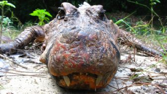 imagen: Cocodrilos en las cuevas de Gabón
