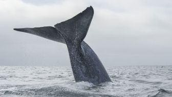 imagen: Corriente de Humboldt: el viaje de la ballena