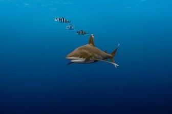 imagen: El puente de los tiburones