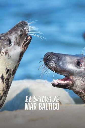 imagen: El salvaje mar Báltico