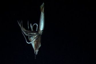 imagen: En busca del calamar gigante
