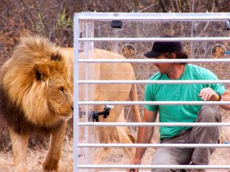 imagen: Encerrado entre leones