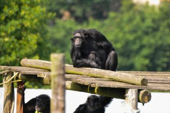 imagen: Escuela de chimpancés