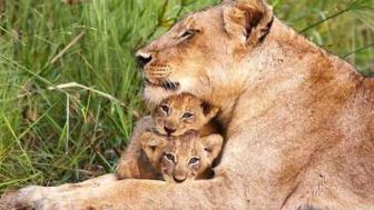 imagen: Familias animales asombrosas